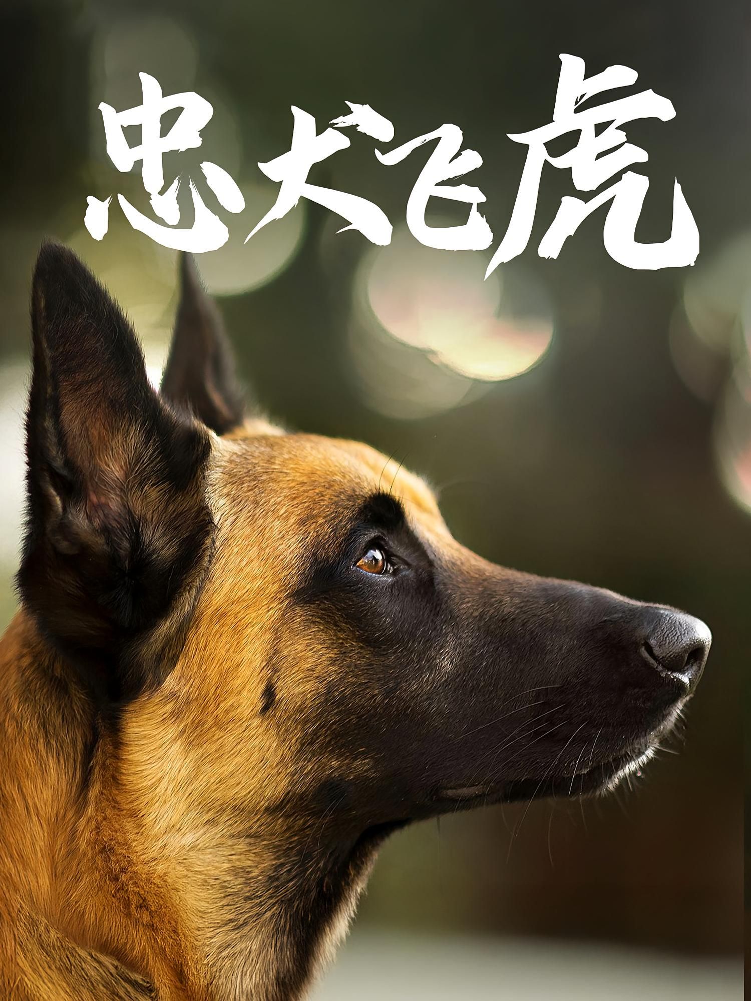 短剧 《忠犬飞虎》 在线播放超高清全集完整版 短剧 《忠犬飞虎》 在线播放超高清全集完整版